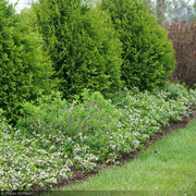 Chokeberry, Ground Hug #2